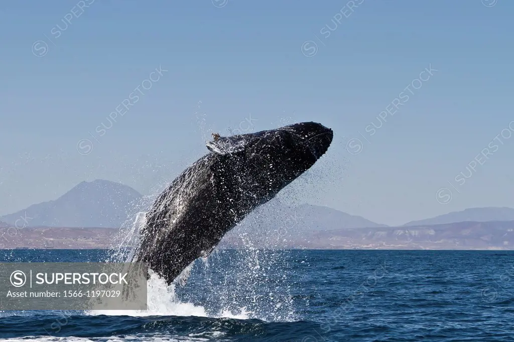 Humpback whale Megaptera novaeangliae breaching near Isla San Marcos in the Gulf of California Sea of Cortez, Baja California Sur, Mexico