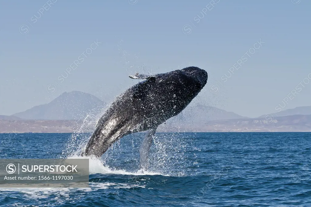 Humpback whale Megaptera novaeangliae breaching near Isla San Marcos in the Gulf of California Sea of Cortez, Baja California Sur, Mexico