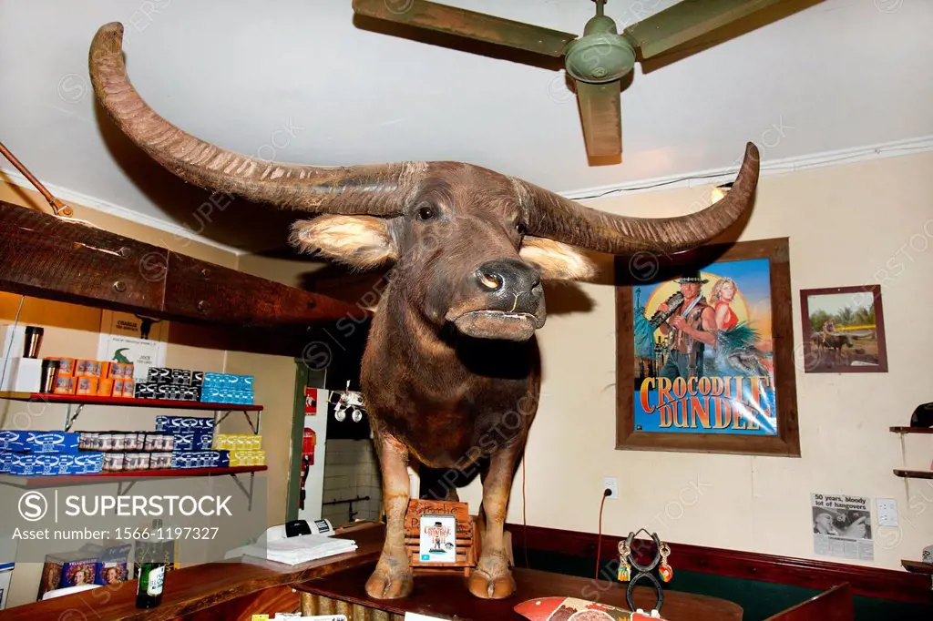 Charlie-the Buffalo from the Film Crocodile Dundee, on display at the Adeliade River Inn pub, Northern Territory, Australia