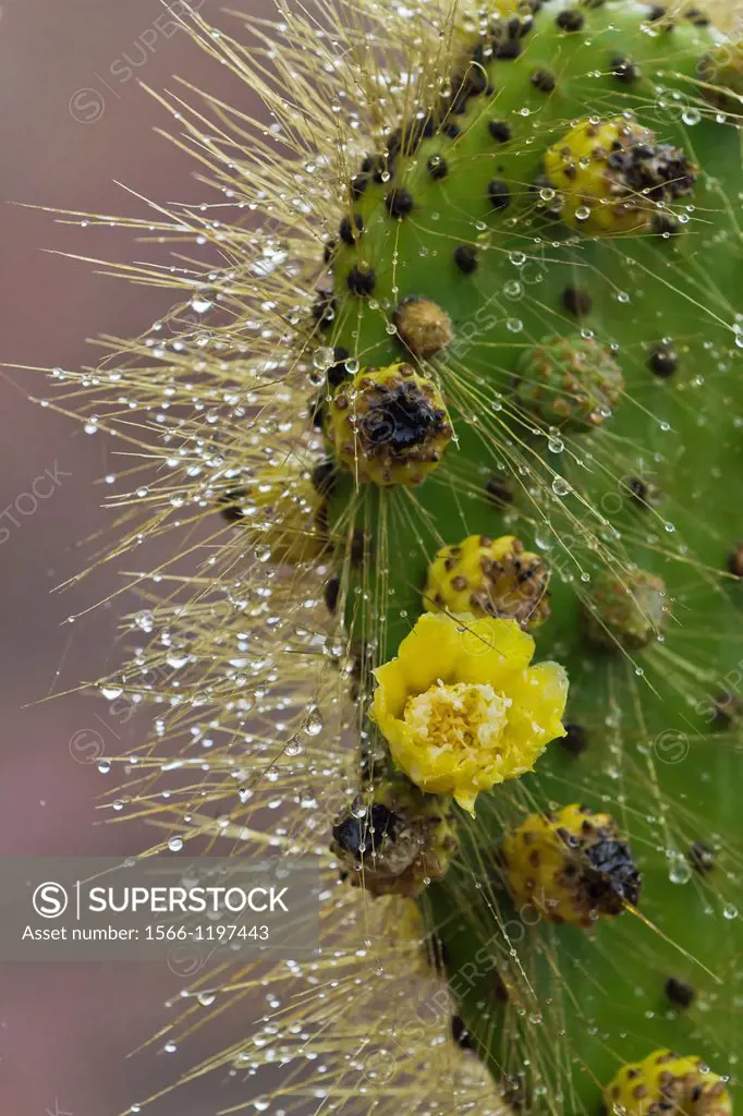 The endemic Opuntia cactus Opuntia echios cactus growing in the Galapagos Island Archipelago, Ecuador
