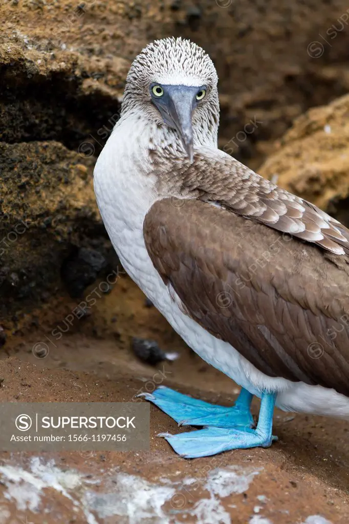 Adult blue-footed booby Sula nebouxii on Isabela Island in the Galapagos Island Archipelago, Ecuador