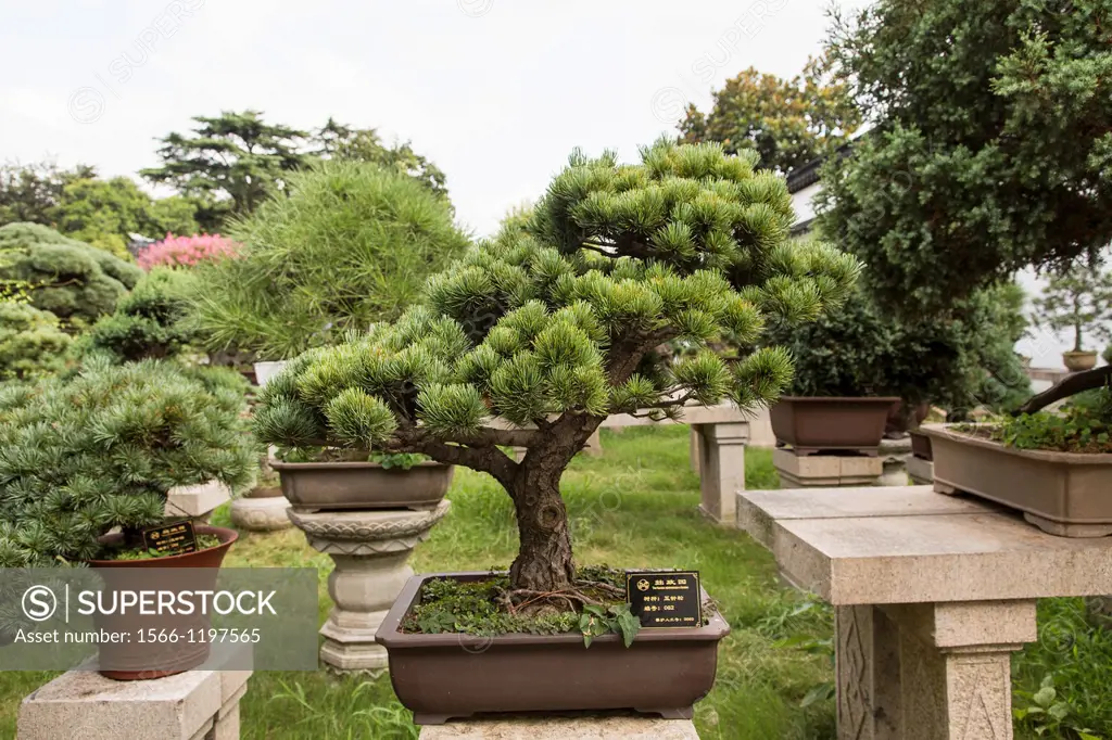 A bonsai tree in the Humble Administrator´s garden in Suzhou, China