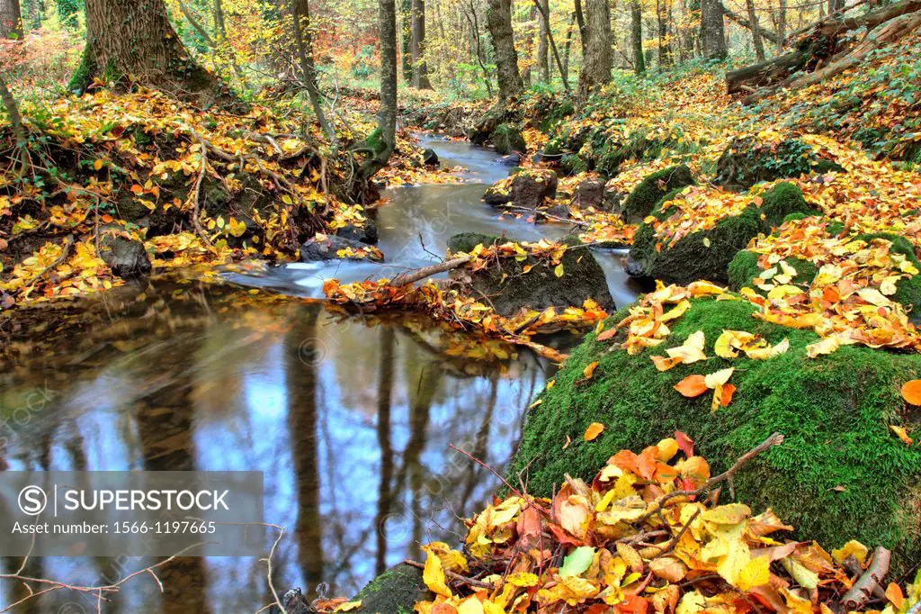 France, Brittany, Cotes d Armor, Pleudihen sur Rance, Brook in the valley of Val Hervelin, HDR image