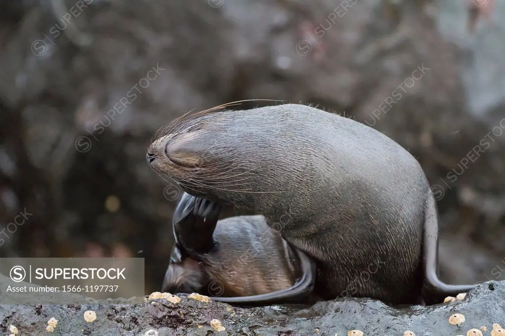 Galapagos fur seal Arctocephalus galapagoensis hauled out on lava flow on Isabela Island in the Galapagos Island Archipelago, Ecuador