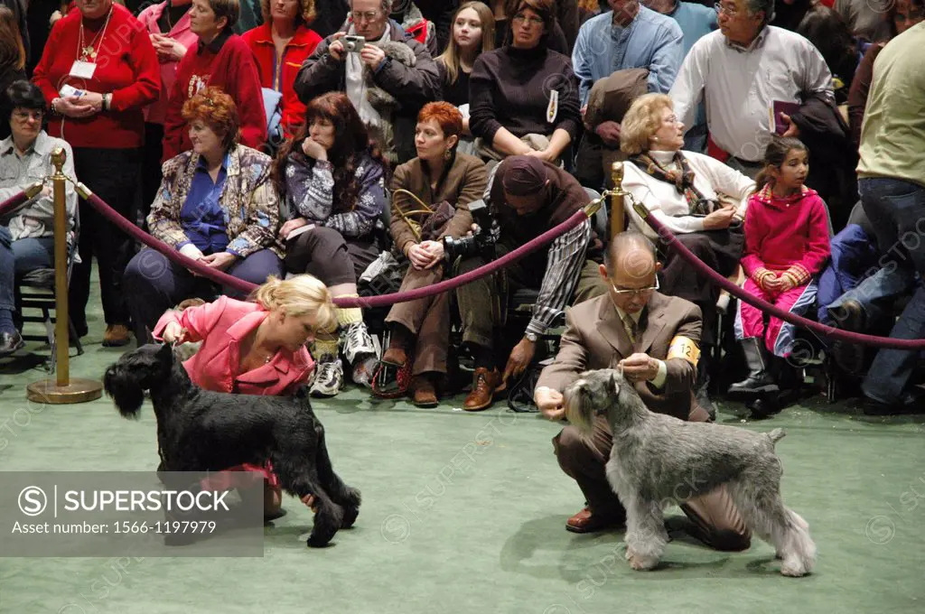 New York City, Westminster Kennel Dog Show, Madison Square Garden, Midtown Manhattan