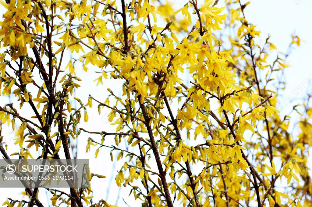 charming yellow forsythia stems in a contemporary style, delightful splash of early season colour