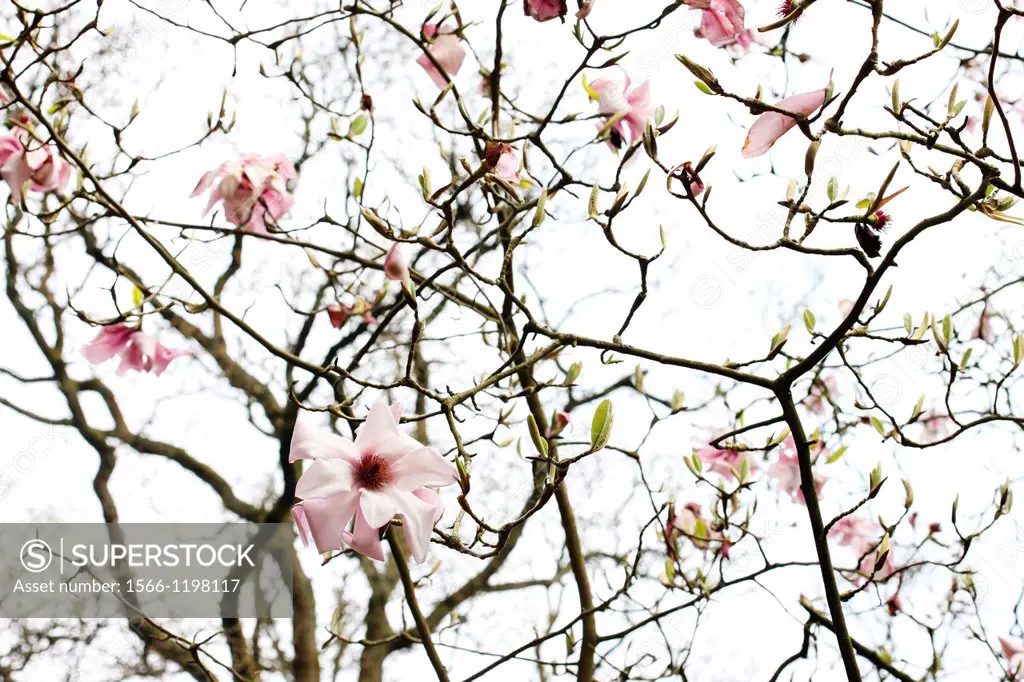 end of Spring season last magnolia left on tree - fine art photography