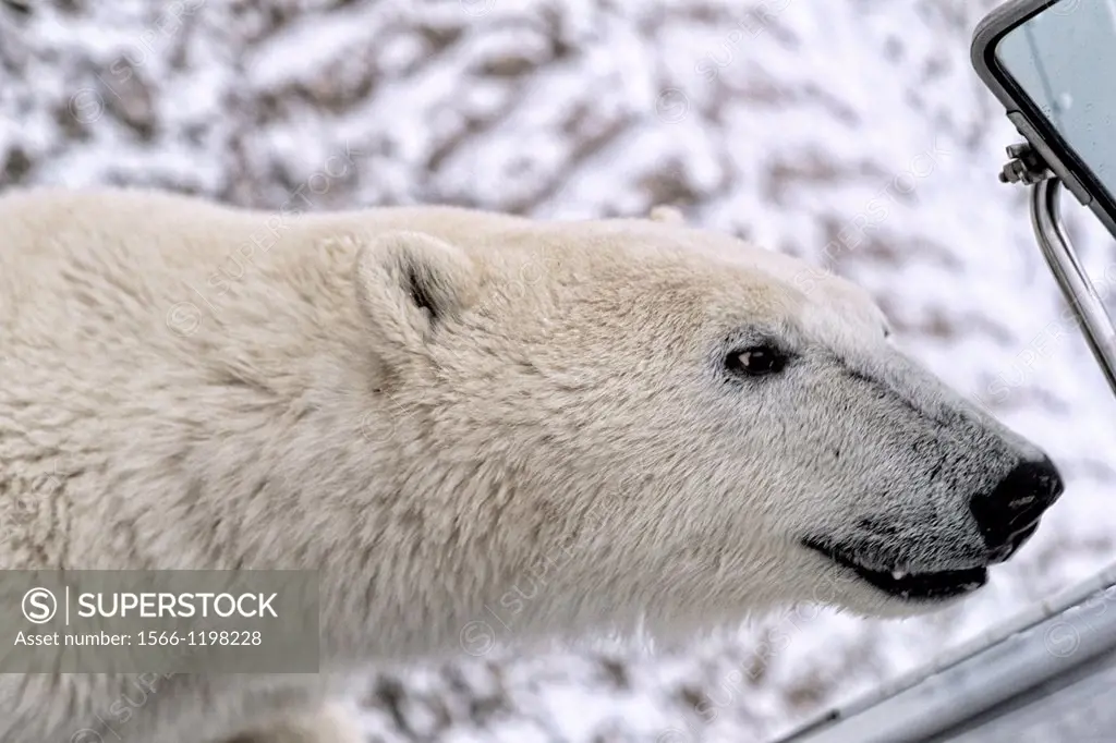 Curious Polar Bear close encounter as bear walks close by to buggie mirror at Churchill Manitoba Canada