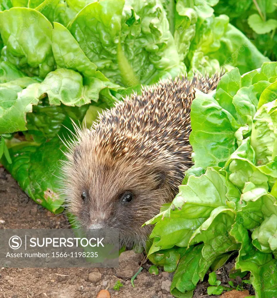 Hedgehog Erinaceus europaeus spiney coated mammal found less commonly in the UK - feeds maily on slugs, worms and beetles