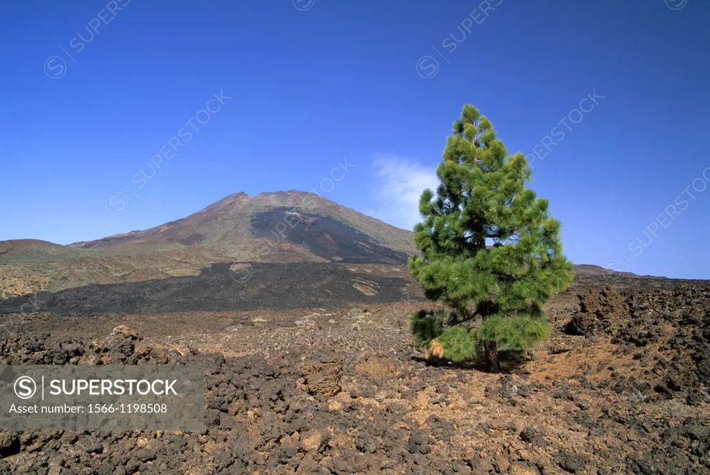 Pico Viejo, Caldeira de las Canadas, Mount Teide, National Park, Tenerife, Canary Islands, Atlantic Ocean