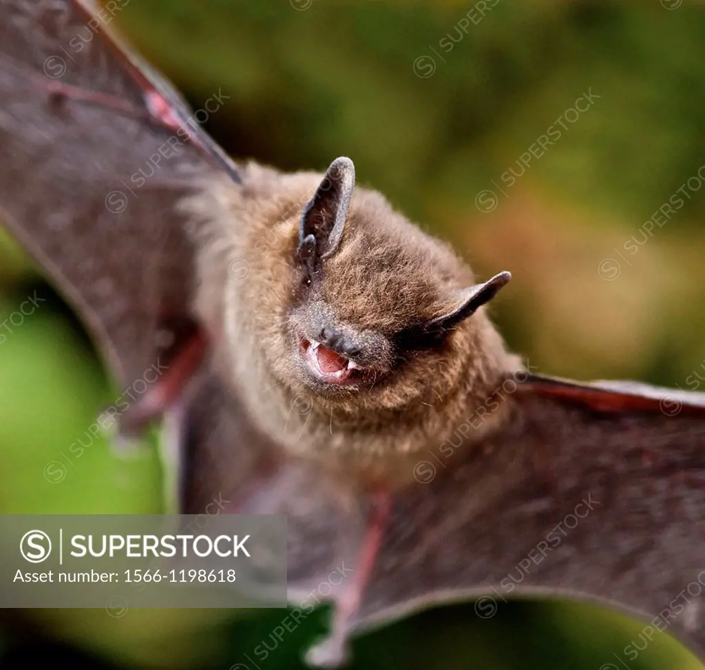Common pipistrelle bat Pipistrellus pipistrellus Pipistrelles are the smallest and commonest bat in the UK