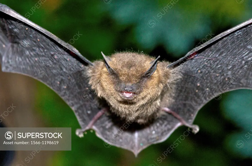 bat Pipistrellus pipistrellus Pipistrelles are the smallest and commonest bat in the UK