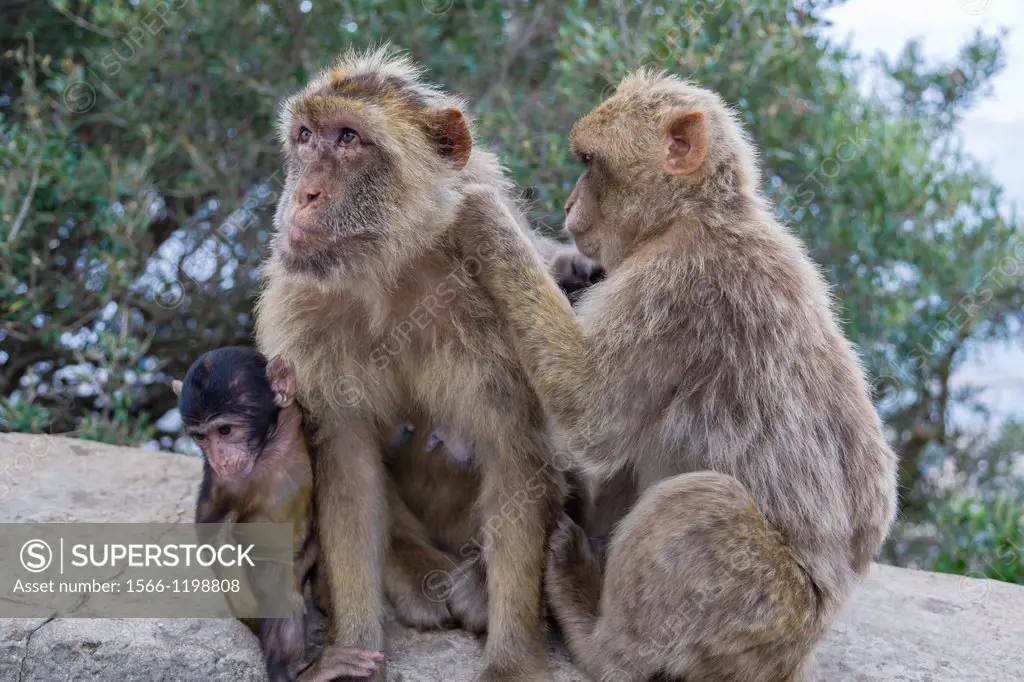 The family of Barbary macaque, Barbary apes or rock apes, Monos, Singes, Macaca sylvanus, Upper Rock Nature Reserve, Rock of Gibraltar.