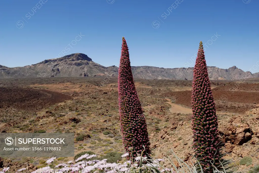 tower of jewels flowers, Echium wildpretii, Mount Teide, National Park, Tenerife, Canary Islands, Atlantic Ocean