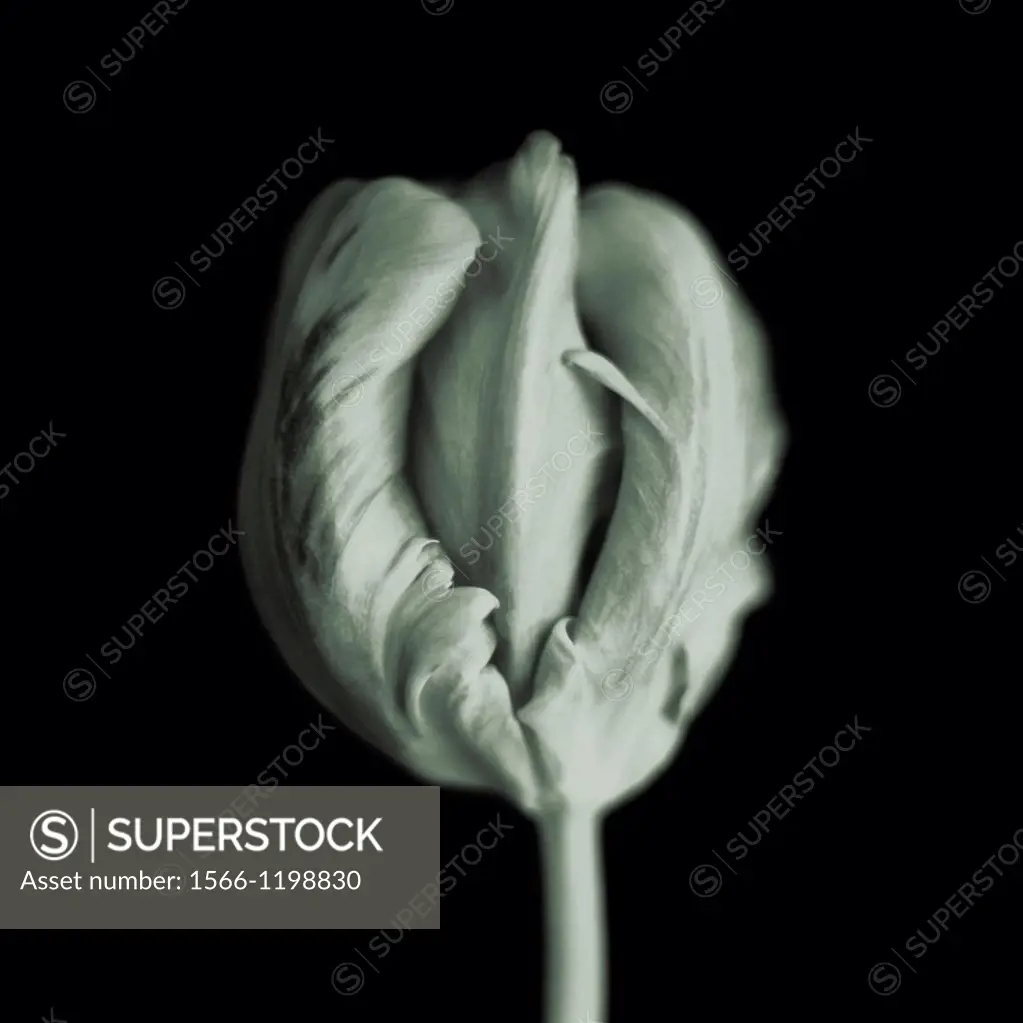 tulip black and white still life, dramatic, feminine and flowing