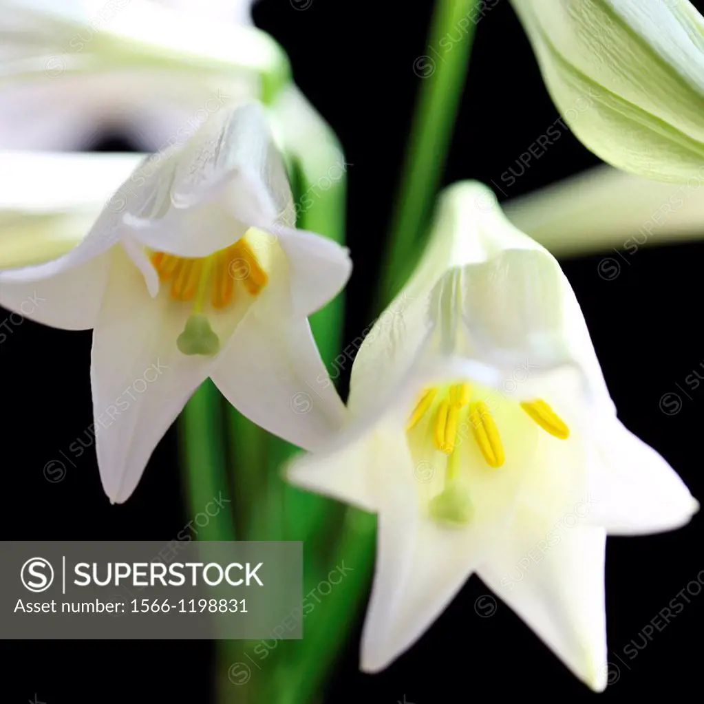 the wonderful longiflorum lily symbolising love and remembrance - fine art photography