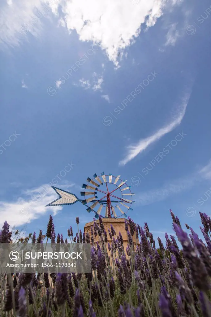 Lavender field and old windmill, Majorca, Balearic Islands, Spain.
