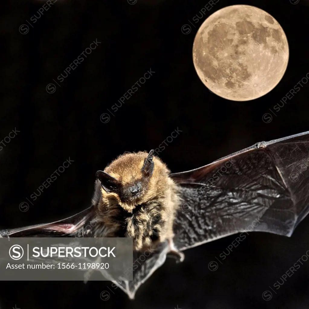bat Pipistrellus pipistrellus Pipistrelles are the smallest and commonest bat in the UK