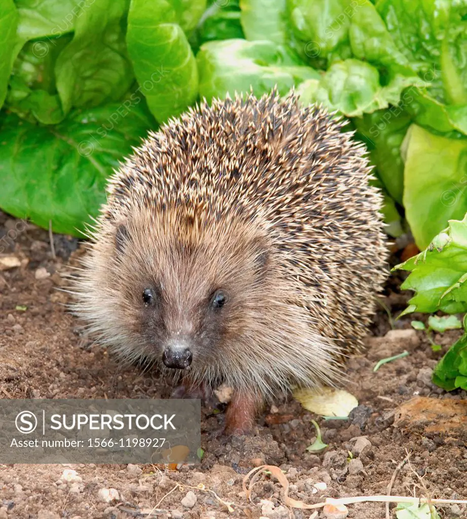 Hedgehog Erinaceus europaeus spiney coated mammal found less commonly in the UK - feeds maily on slugs, worms and beetles
