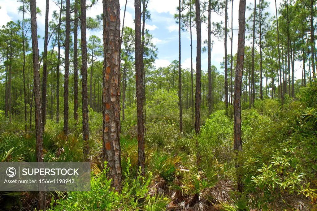 Florida, Naples, Everglades, Corkscrew Swamp Sanctuary & Blair Audubon Center, preserve, watershed, pine flatwoods, trees,