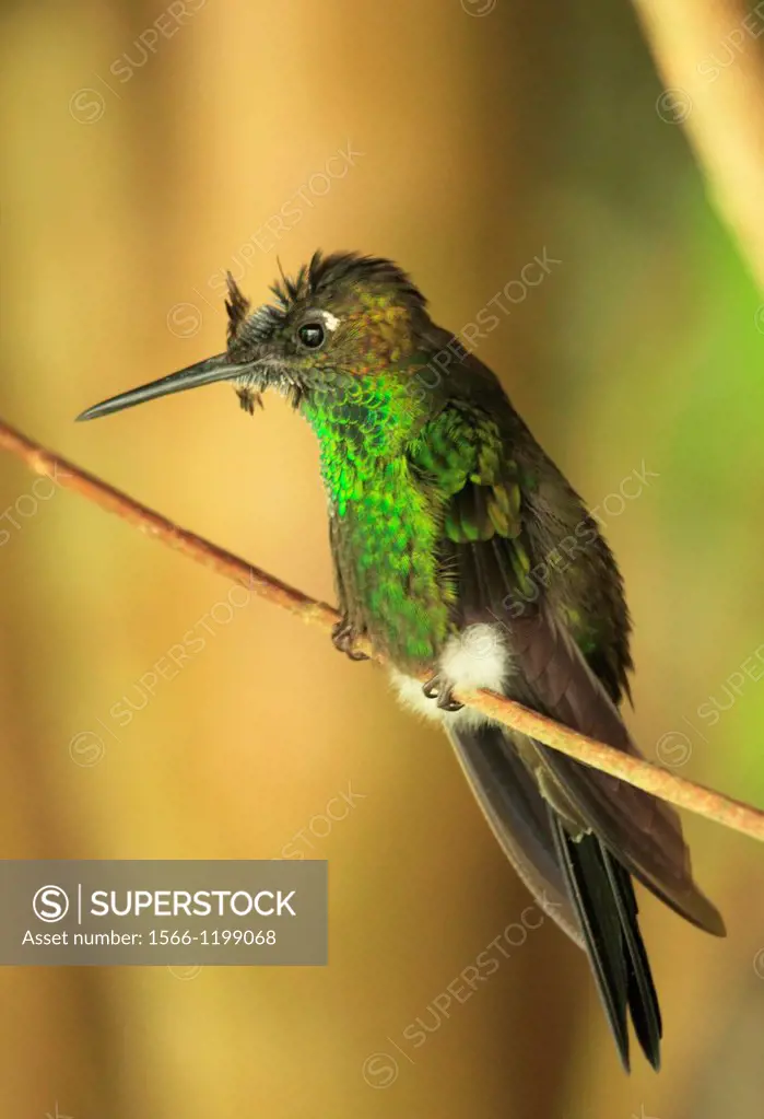 Violet-fronted Brilliant hummingbird Altos Mirandinos Venezuela