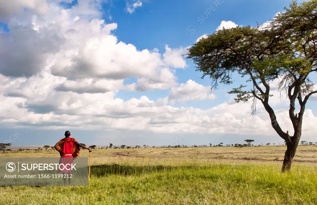 Kenya Masai Mara reserve with lonely Masai warrior and acacia tree and clouds in Masai Mara National Park in reserve 8