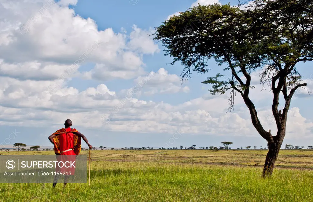 Kenya Masai Mara reserve with lonely Masai warrior and acacia tree and clouds in Masai Mara National Park in reserve 8