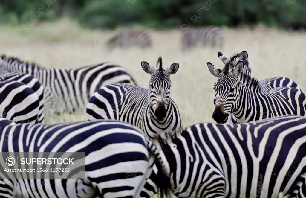 Amboseli National Park Kenya Africa safari zebra wild in reserve Amboseli close up of patterns