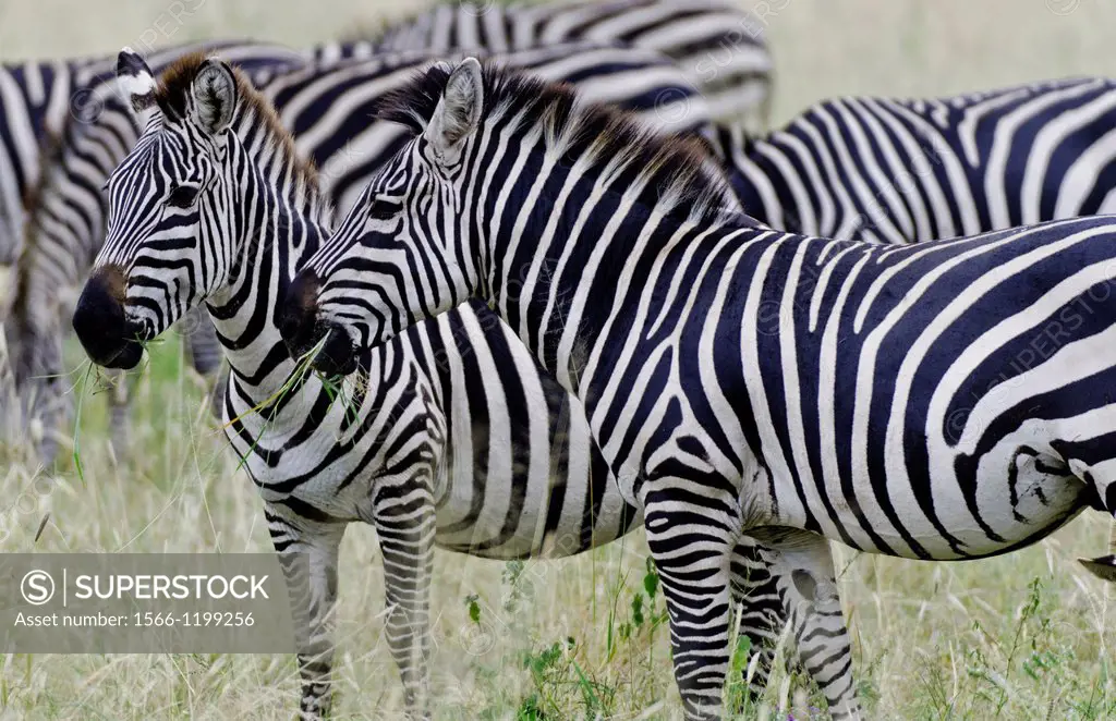 Amboseli National Park Kenya Africa safari zebra wild in reserve Amboseli close up of patterns