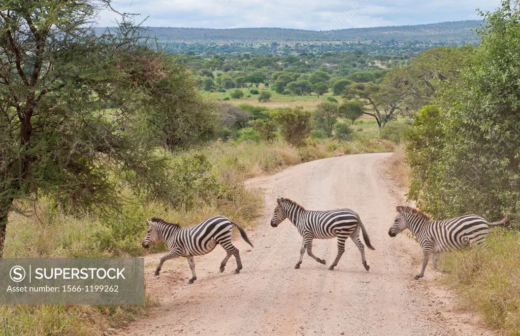 Tanzania Africa Tanangire National Park with zebras crossing road in jungle reserve wild animals