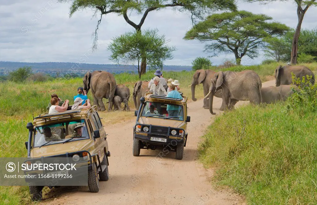Tarangire National Park Tanzania Africa safari close encounter with elephants crossing road between vehicles close to van, exciting, fun, photos,