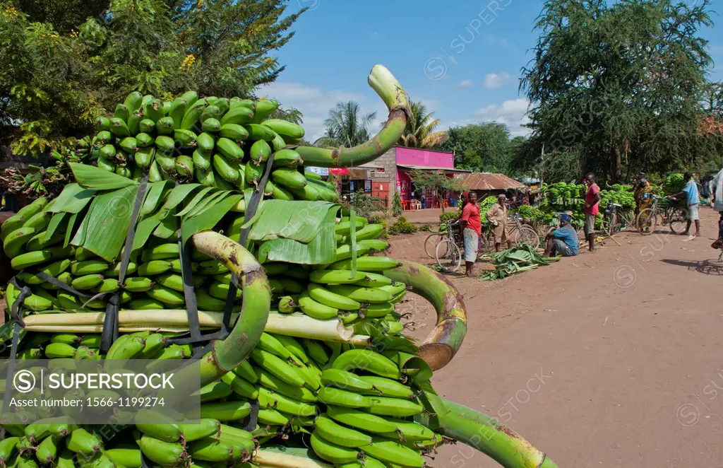Tanzania Africa Mosquito Village Mto Wa Mbu town poor village with bananas for sale and stores for locals