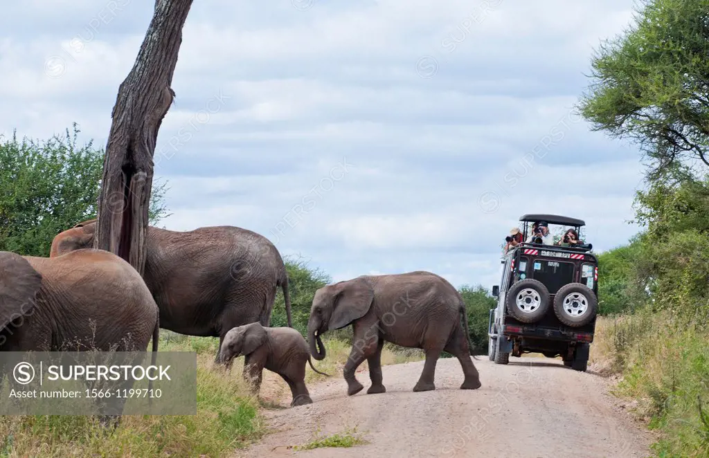 Tanzania Africa Tanangire National Park with safari vehicle with tourists enjoying elephants crossing the road in jungle reserve wild animals
