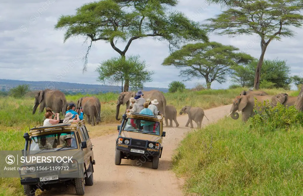 Tarangire National Park Tanzania Africa safari close encounter with elephants crossing road between vehicles close to van, exciting, fun, photos,