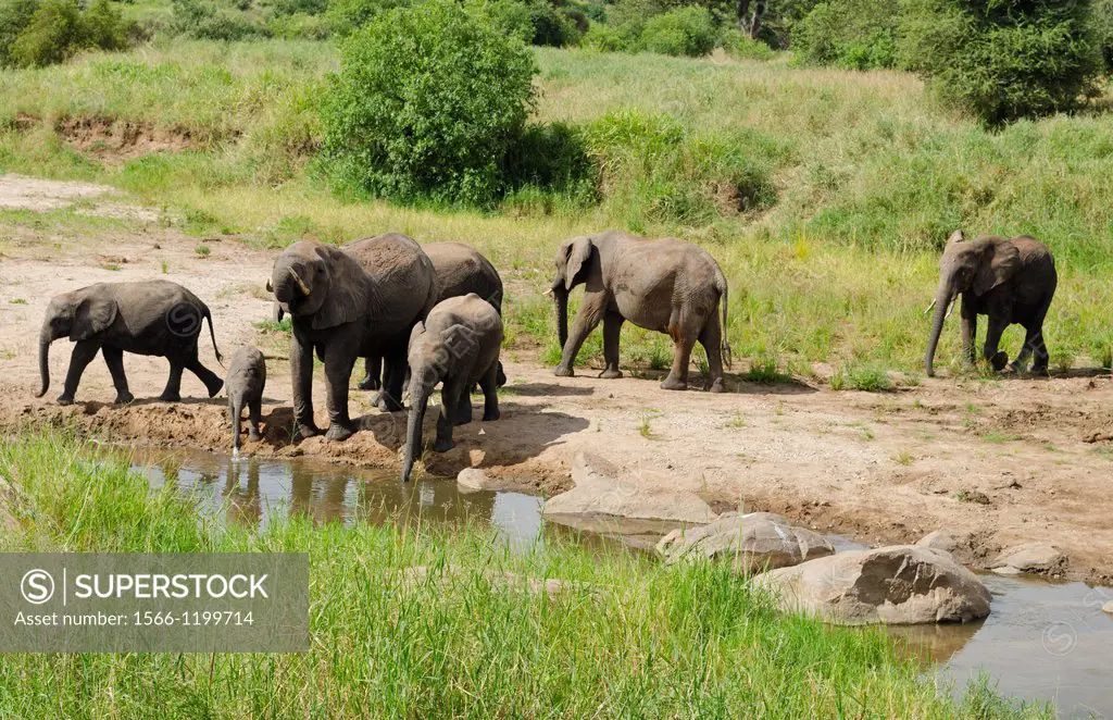 Tarangire National Park Tanzania Africa safari elephants near river grazing on grass