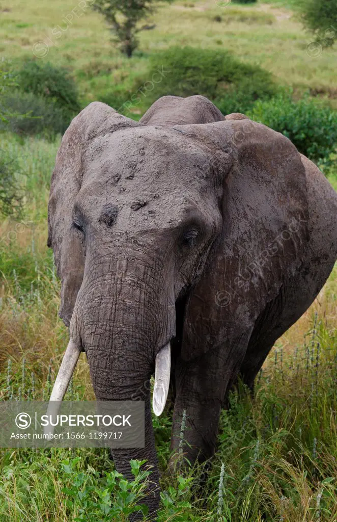 Tarangire National Park Tanzania Africa safari large elephant real close grazing on grass