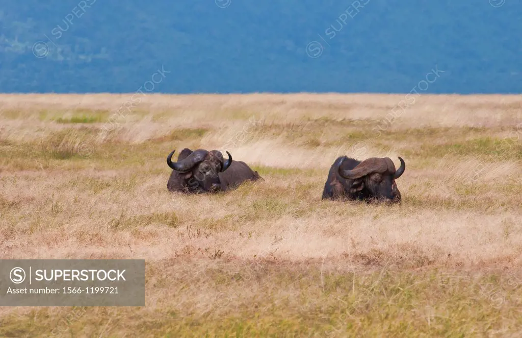 Tanzania Africa Ngorongoro Conservation Area crater in reserve colorful cape buffaos resting in grass with animals in wild safari