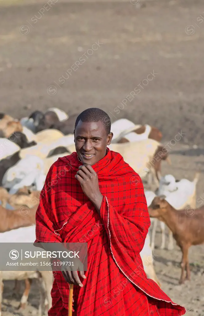Arusha Tanzania Africa safari Masai men herder of goats leading flock to home village Maasai, red, color, work, farm, farming, grazing 3