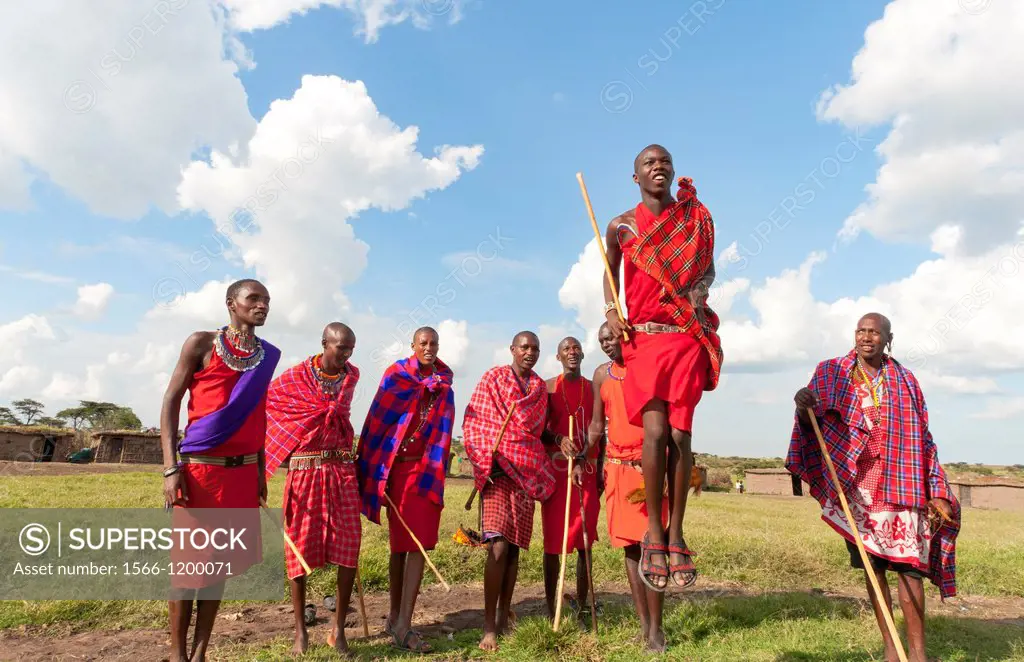 Kenya Masai Mara Masai warriors doing traditional jumping for tourists in Masai Mara National Park in reserve 9