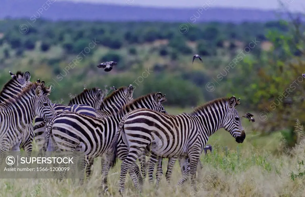 Amboseli National Park Kenya Africa safari zebra wild in reserve Amboseli