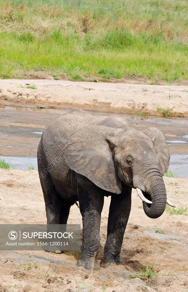 Tarangire National Park Tanzania Africa safari elephants near river grazing on grass