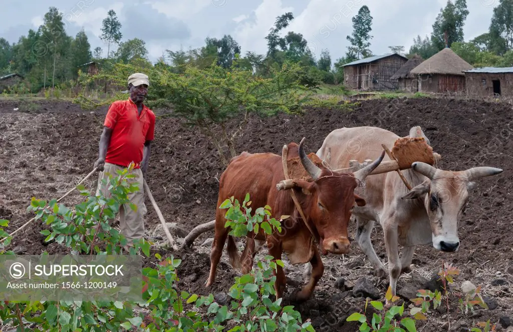 Melka Country Ethiopia Africa Oromo Tribe man working plowing fields in farm with oxen and home in background 2