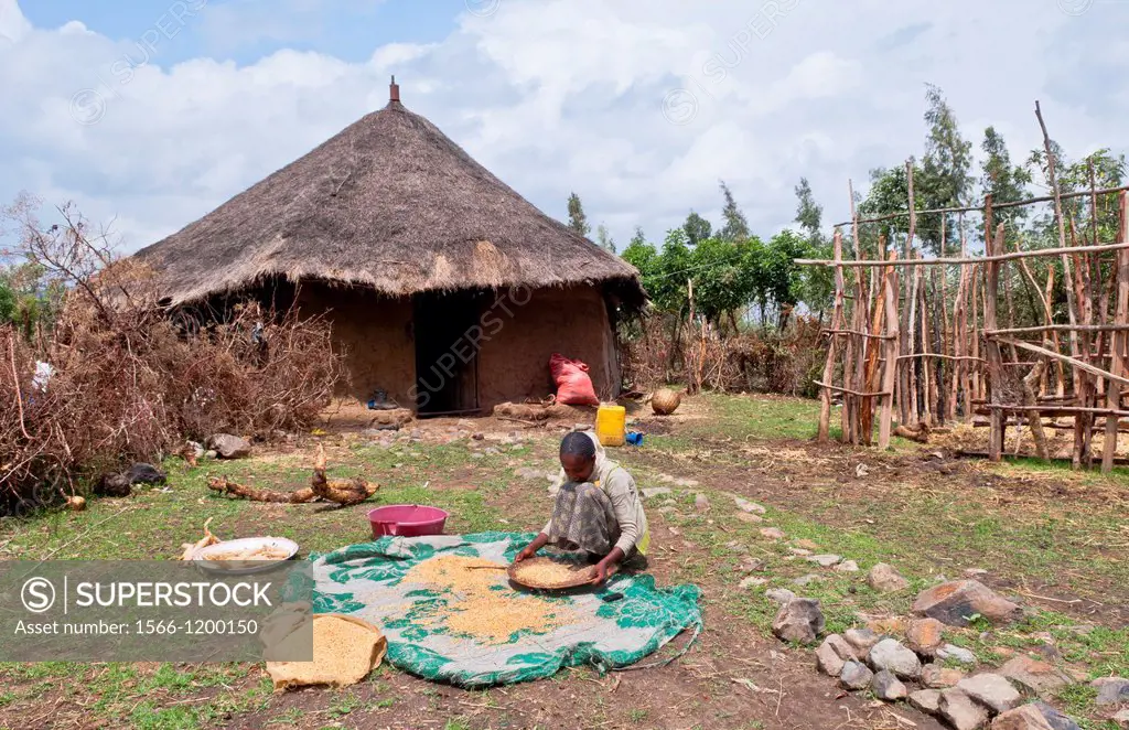 Melka Country Ethiopia Africa Oromo Tribe woman working shifting wheat from chaff in front of humble house 4