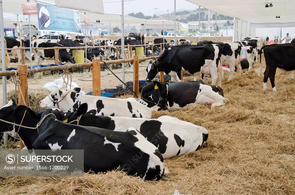 Cattle cow fair in Lima city  Holstein cow  Peru 