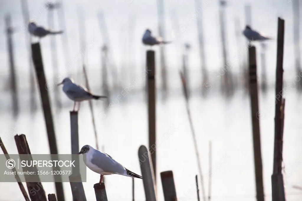 Seagulls on poles, Albufera de València, Valencian Community, Spain.