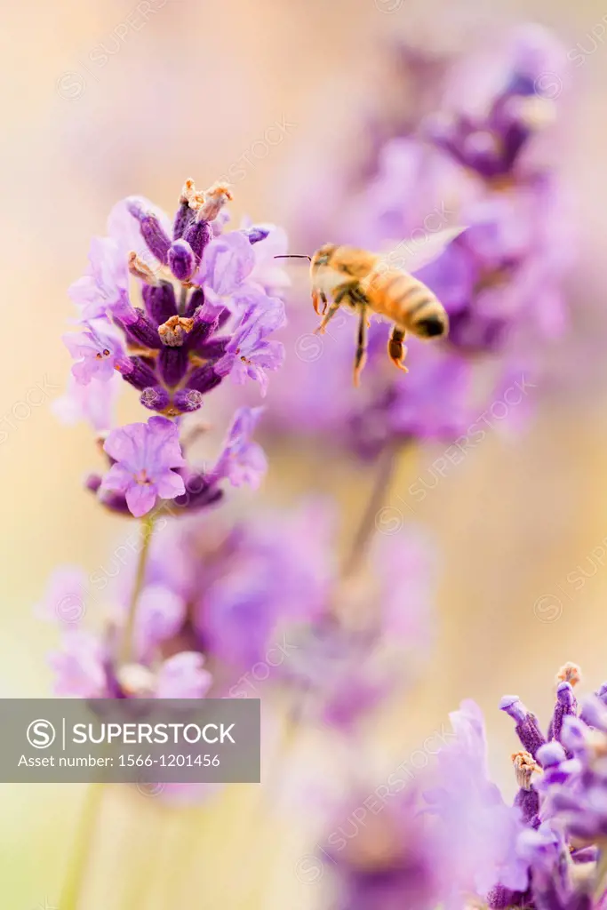 Summer scene with busy bee pollinating lavender flowers in green field
