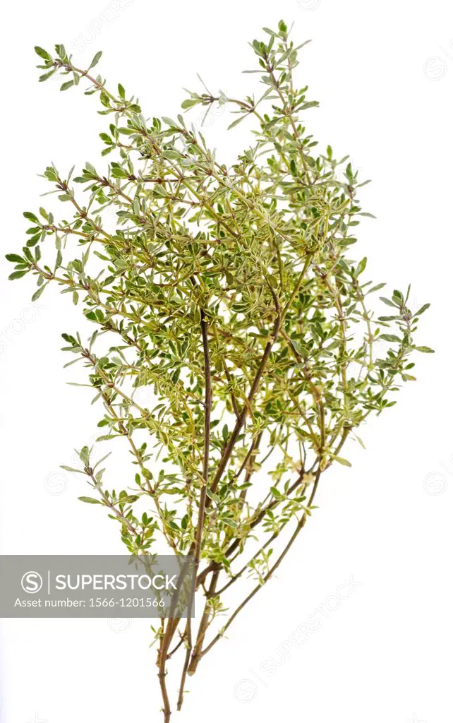 CULINARY HERBS HERB THYME Thymus vulgaris One of the most popular herbs used in cooking