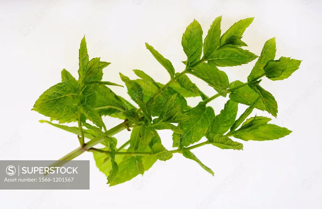 CULINARY HERBS HERB MINT Mentha viridis One of the most popular herbs used in cooking  Copyright PRESS PORTRAIT SERVICE 01798-342716 Whites Green, Pet...