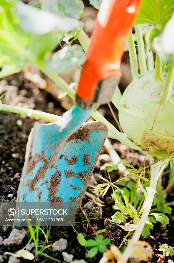 Closeup of gardening tool, small spade in the dirt