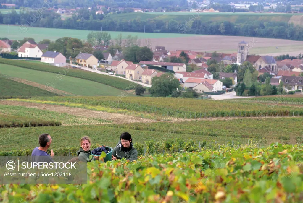grape harvest in Cote des Bars vineyard around Celles-sur-Ource, , Aube department, Champagne-Ardenne region, France, Europe